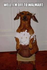 I M Off To Walmart Funny Cute Memes Animals Dog Puppy Meme Lol Humor Funny Animals Funny Cute Funny Pictures Funny