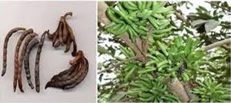 Image result for Xylopia aethiopica