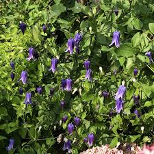 Simple and beautiful, clematis includes over 300 named cultivars and even more wild species than the rose. Clematis Roguchi Buy Clematis Perennials Online