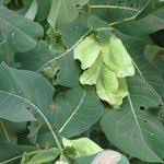 Image result for Terminalia macroptera