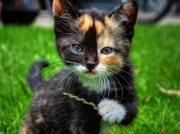 Baby Black And Ginger Cat Black White Ginger Kitten Kittens Cutest Adorable Kittens Funny Pretty Cats