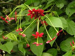 Image result for Combretum sp. A