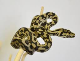 For more information on any female albino pure darwin carpet. Baby Jungle Jaguar Carpet Pythons For Sale