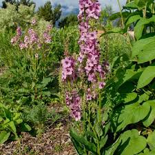 Image result for Viscum shirense