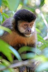 Check spelling or type a new query. File Argentina 01440 Capuchin Monkey 48994277533 Jpg Wikimedia Commons