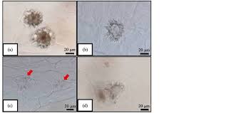 In plant cells vacuoles are large, bounded by a single unit membrane called tonoplast. Variation Of Calcium Oxalate Caox Crystals In Porang Corms Amorphophallus Muelleri Blume At Different Harvest Time