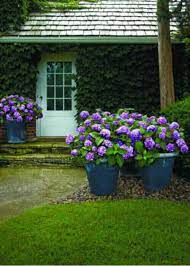 (p.p.25566) a new and improved endless summer hydrangea. Bloomstruck Hydrangea Endless Summer Shop Plantsbymail Com