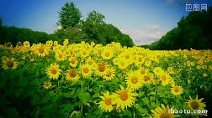 Matahari nounthe sunmatahari terbit sunrisematahari. Video Bunga Matahari Template Setelah Efek Cuplikan Gratis Download Pikbest