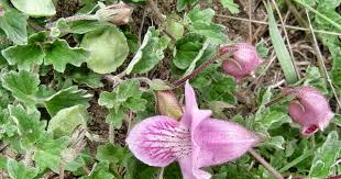 Image result for Dicerocaryum eriocarpum