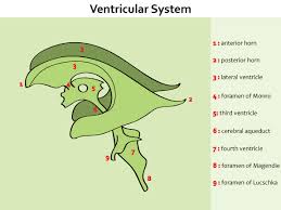 Cerebrospinal Fluid Csf Neurology Medbullets Step 1