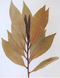We did not find results for: Laurier Laurus Nobilis Creapharma