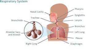 Image result for Pneumonia