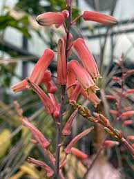 Image result for Aloe buchananii