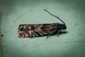 Image result for Cydia strobilella