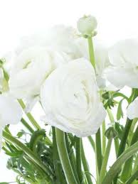 Check spelling or type a new query. Weisse Blumen Welche Schnittblumen Bluhen Weiss Blumigo