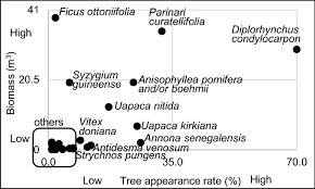 Image result for Grewia rugosifolia