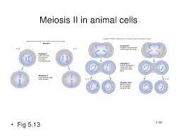Check spelling or type a new query. Cell Reproduction