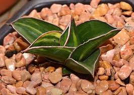 Sansevieria Warshiik Lav Et Al 23154 Variegated Sansevieria Cacti And Succulents Succulent Images