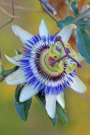 Passion Flower Fresh Herbs Herbalism Nature Photography Passion Flower Blue Passion Flower Amazing Flowers