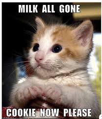 Cat is a crazy pet ever in this world. 25 Funny Cat Memes Live One Good Life