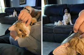 So do cats actually get jealous? 20 Photos That Prove Pets Can Get Jealous Of Their Owners