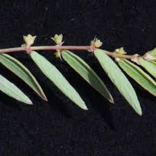 Image result for Phyllanthus polyspermus