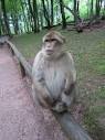 Visiting La Montagne des Singes Monkey Park in the Alsace France