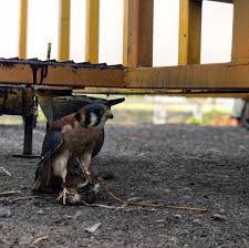 Ver en español en inglés.com. Controlanatum Hashtag On Twitter