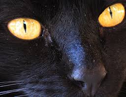 Black cat eye color black cats typically have green, orange (copper), or yellow (golden) eyes. Black Cat Yellow Free Photo On Pixabay
