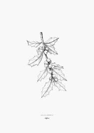 Plants Holly Branch Plant Sketches Birth Flower Tattoos Christmas Card Illustration
