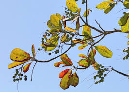 Image result for Terminalia stuhlmannii