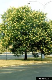 Image result for Styphnolobium