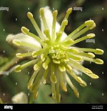 Image result for Clematis brachiata