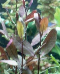 Image result for Alternanthera sessilis