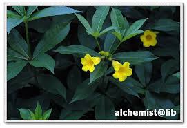 Image result for Allamanda schottii