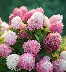 The New Dwarf Hydrangeas Panicle Hydrangea Hydrangea Paniculata Types Of Hydrangeas
