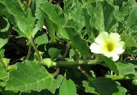 Image result for Pedalium