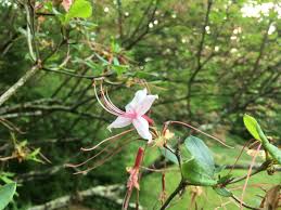 From what i have read it doesn't seem likely but a poster who lives in georgia has spoken of having them. Blooms On The Parkway Blue Ridge Parkway