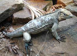 Rhino Iguana Animals Animals And Pets Iguana