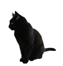Black Cat Png By Camelfobia On Deviantart People Png Cat Sitting Black Cat