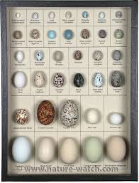North American Eggs Display Eggs Of North American Birds Bird Eggs Pet Birds Backyard Birds