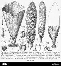 Image result for Diospyros gabunensis