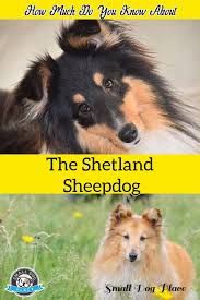 Shetland Sheepdog Small Dog Place In 2020 Shetland Sheepdog Small Dogs All Small Dog Breeds
