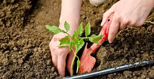 Va prezentam un ghid cu perioadele de. Cand Si Cum Se PlanteazÄ RÄsadurile Paradis Verde