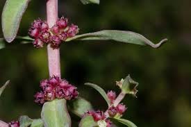 Image result for Ammannia baccifera