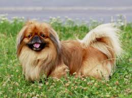 Look at pictures of pekingese puppies who need a home. Pekingese Puppies For Sale Available In Phoenix Tucson Az