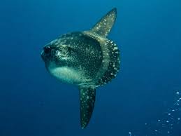 A mola mola can weigh up to about 5,000 … Mola Mola Der Grosste Knochenfisch Der Welt Tauchbuddies
