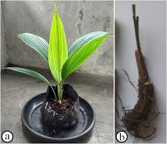 Image result for Curculigo