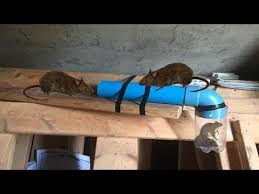 Creative easy pvc pipe rat trap how to make rat trap use from pipe and plastic bottle, #pvcrattrap #rattrap thank you so. Pvc Pipe Mouse Trap