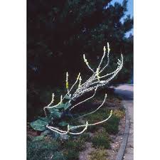 In die schauhäuser bitte keine hunde mitnehmen. Jc Raulston Arboretum Photographs Darmstadt Botanical Garden Botanischer Garten Darmstadt